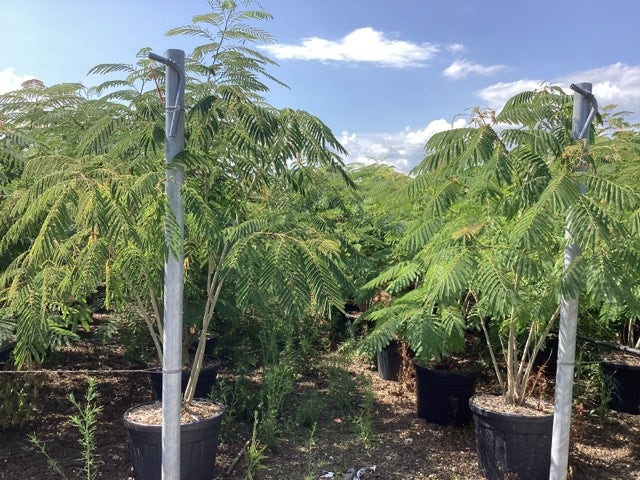  Perzische Slaapboom Als Struik (Albizia Julibrissin)