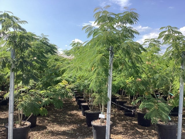  Perzische Slaapboom Als Struik (Albizia Julibrissin)