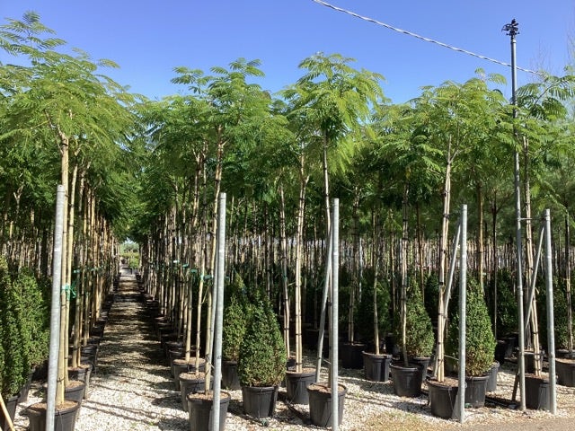  Perzische Slaapboom (Albizia Julibrissin)