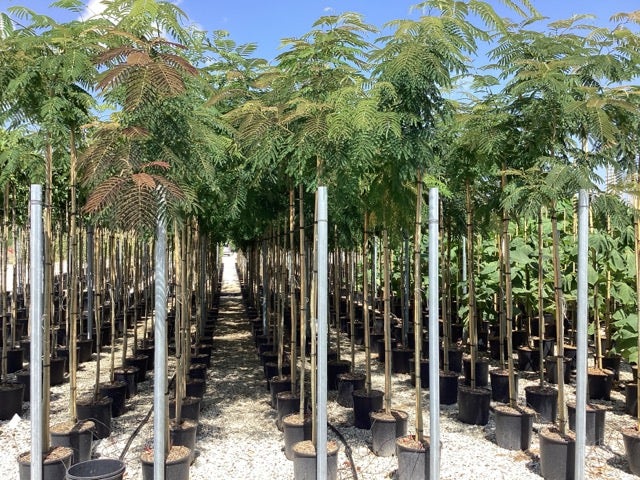  Perzische Slaapboom (Albizia Julibrissin)