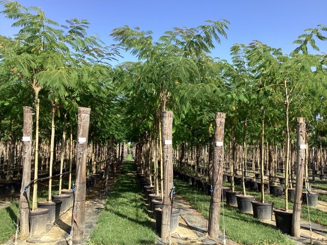  Perzische Slaapboom (Albizia Julibrissin)