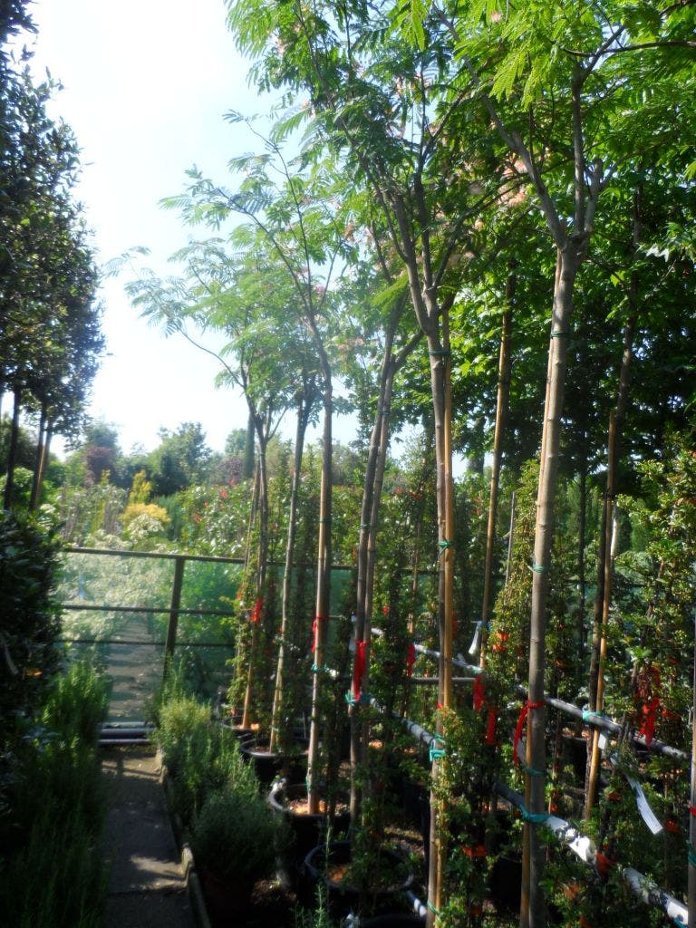  Perzische Slaapboom (Albizia Julibrissin)