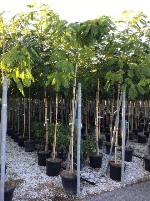  Perzische Slaapboom (Albizia Julibrissin)