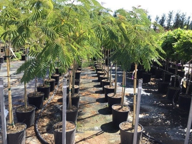  Perzische Slaapboom Op Stam (Albizia Julibrissin 'Ombrella' )
