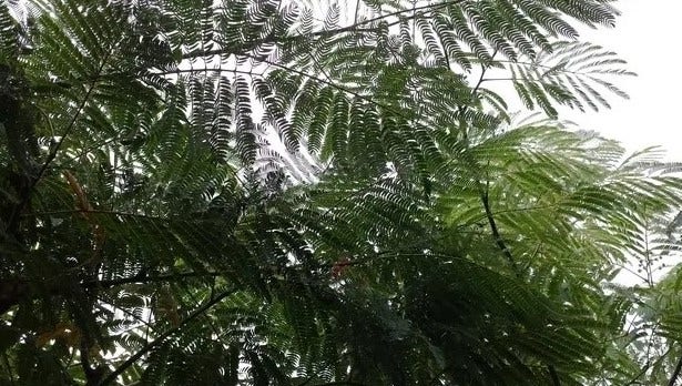  Perzische Slaapboom Als Struik (Albizia Julibrissin)