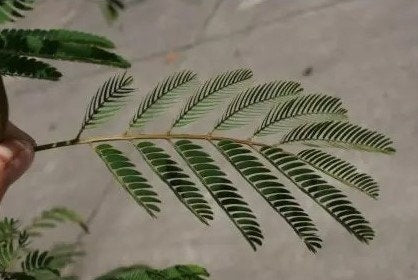  Perzische Slaapboom Als Struik (Albizia Julibrissin)