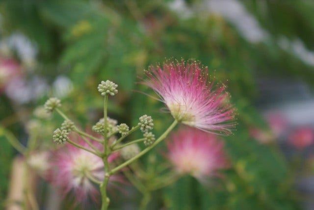  Perzische Slaapboom (Albizia Julibrissin 'Ombrella')