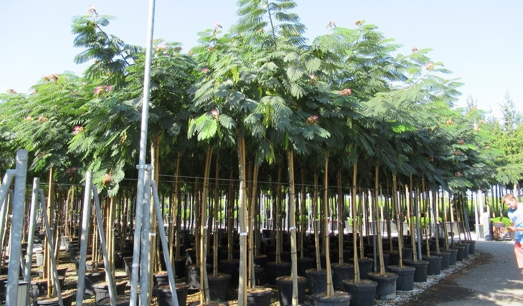  Perzische Slaapboom Op Stam (Albizia Julibrissin 'Ombrella' )
