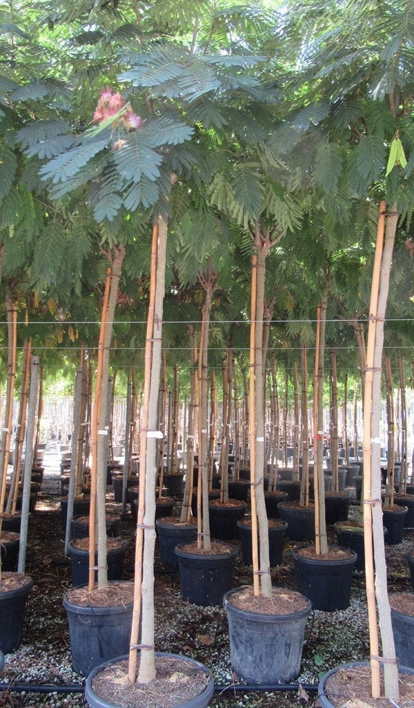  Perzische Slaapboom Op Stam (Albizia Julibrissin 'Ombrella' )