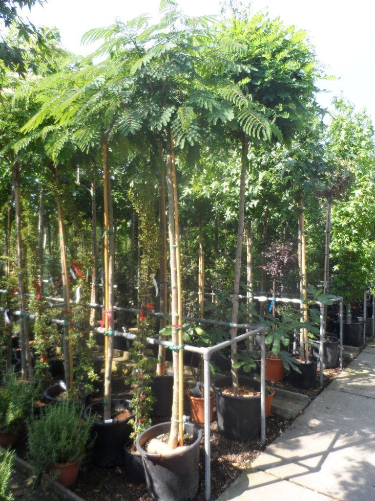  Perzische Slaapboom Op Stam (Albizia Julibrissin 'Ombrella' )
