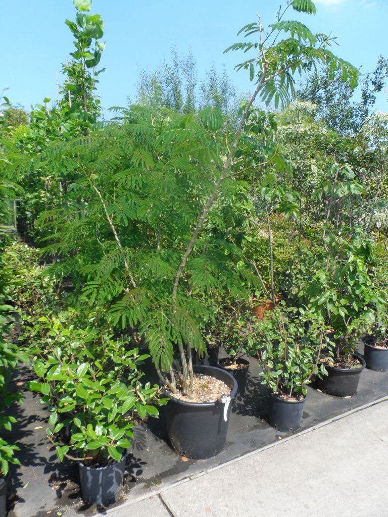  Perzische Slaapboom Op Stam (Albizia Julibrissin 'Ombrella' )
