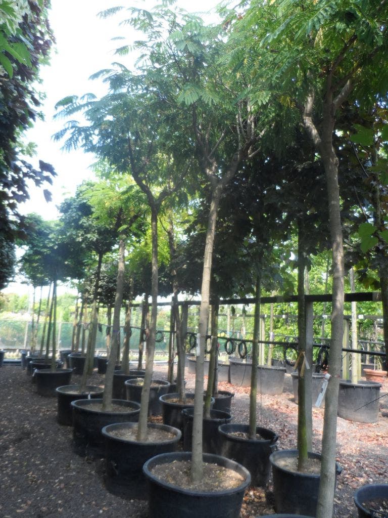  Perzische Slaapboom Op Stam (Albizia Julibrissin 'Ombrella' )