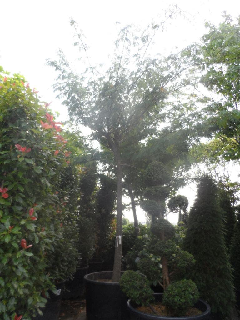  Perzische Slaapboom Op Stam (Albizia Julibrissin 'Ombrella' )