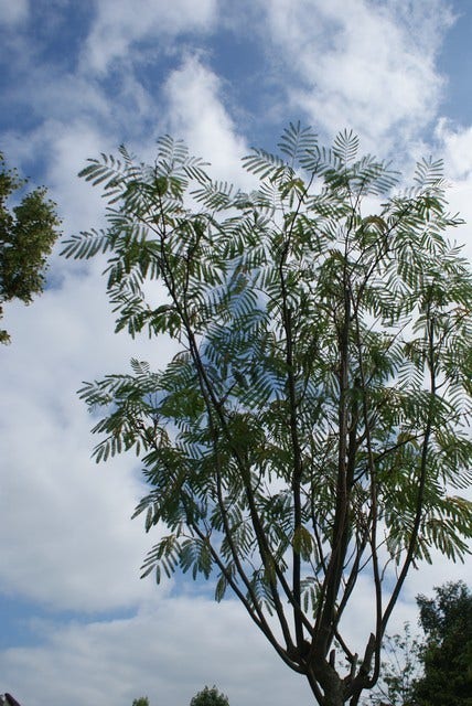  Perzische Slaapboom (Albizia Julibrissin 'Ombrella')