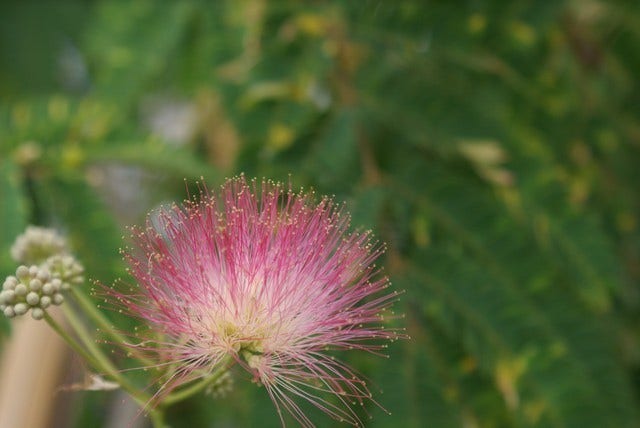  Perzische Slaapboom (Albizia Julibrissin 'Ombrella')