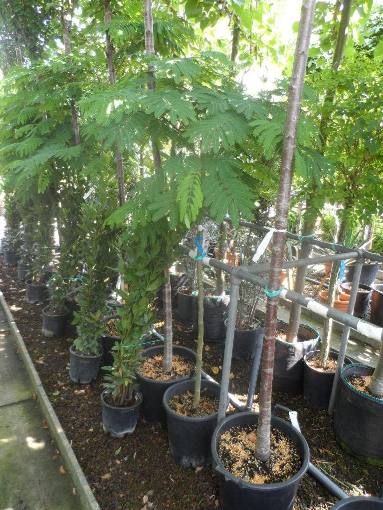  Perzische Slaapboom Op Stam (Albizia Julibrissin 'Ombrella' )