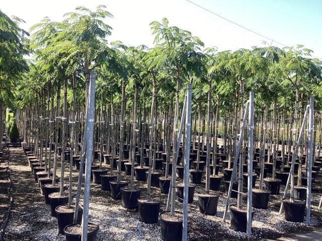  Perzische Slaapboom Op Stam (Albizia Julibrissin 'Ombrella' )
