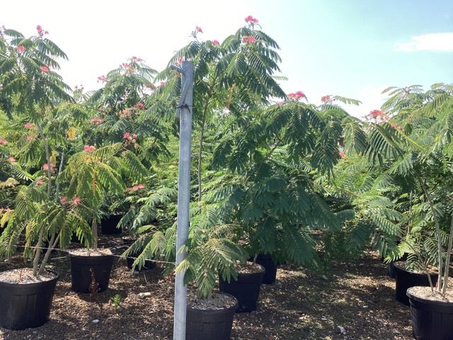  Perzische Slaapboom Als Struik (Albizia Julibrissin 'Ombrella')