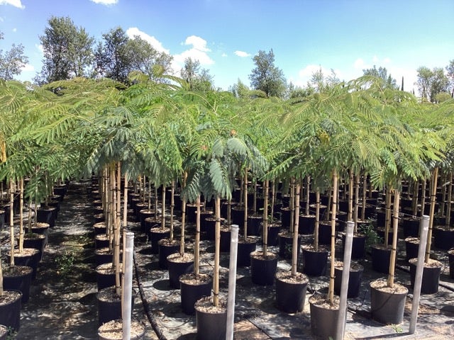  Perzische Slaapboom Op Stam (Albizia Julibrissin 'Ombrella' )