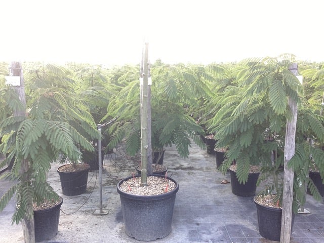  Perzische Slaapboom Als Struik (Albizia Julibrissin 'Ombrella')