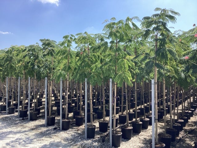  Perzische Slaapboom (Albizia Julibrissin 'Ombrella')