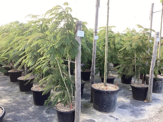  Perzische Slaapboom Als Struik (Albizia Julibrissin 'Ombrella')