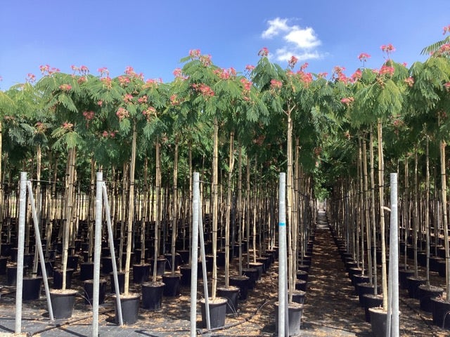  Perzische Slaapboom Op Stam (Albizia Julibrissin 'Ombrella' )