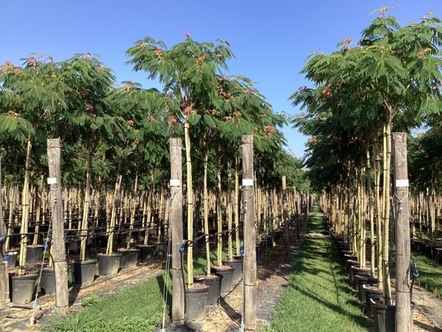  Perzische Slaapboom Op Stam (Albizia Julibrissin 'Ombrella' )