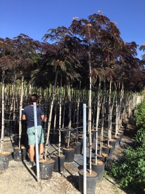  Perzische Slaapboom Als Boom (Albizia Julibrissin 'Summer Chocolate')
