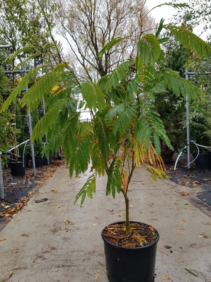  Perzische Slaapboom Als Struik (Albizia Julibrissin 'Ombrella')