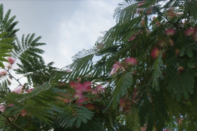  Perzische Slaapboom (Albizia Julibrissin 'Ombrella')