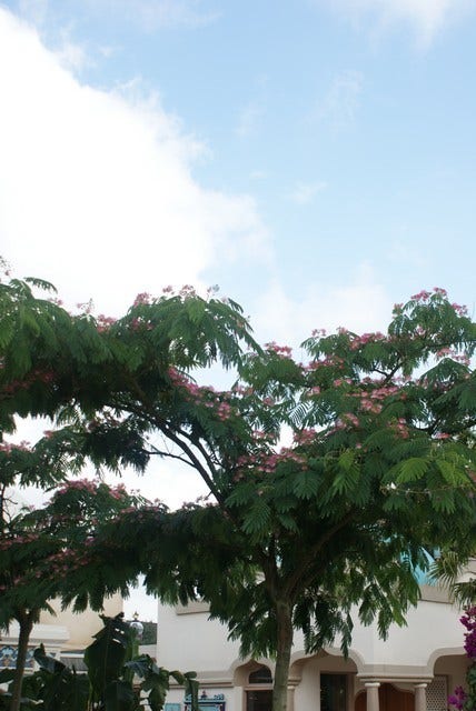  Perzische Slaapboom (Albizia Julibrissin 'Ombrella')