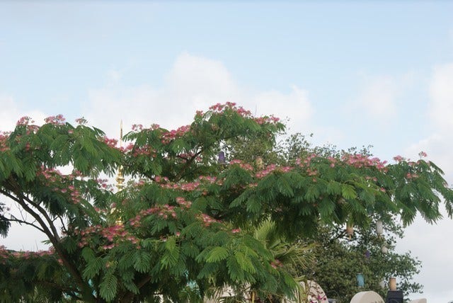  Perzische Slaapboom (Albizia Julibrissin 'Ombrella')