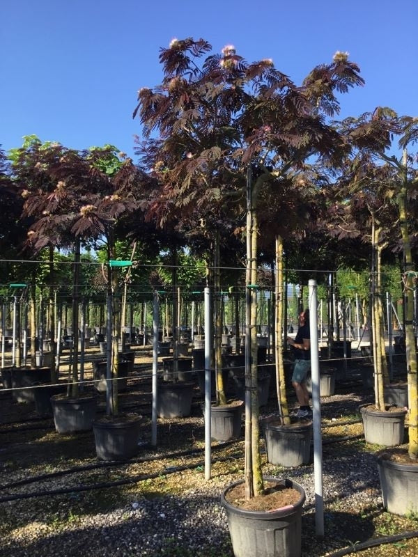  Perzische Slaapboom Als Boom (Albizia Julibrissin 'Summer Chocolate')