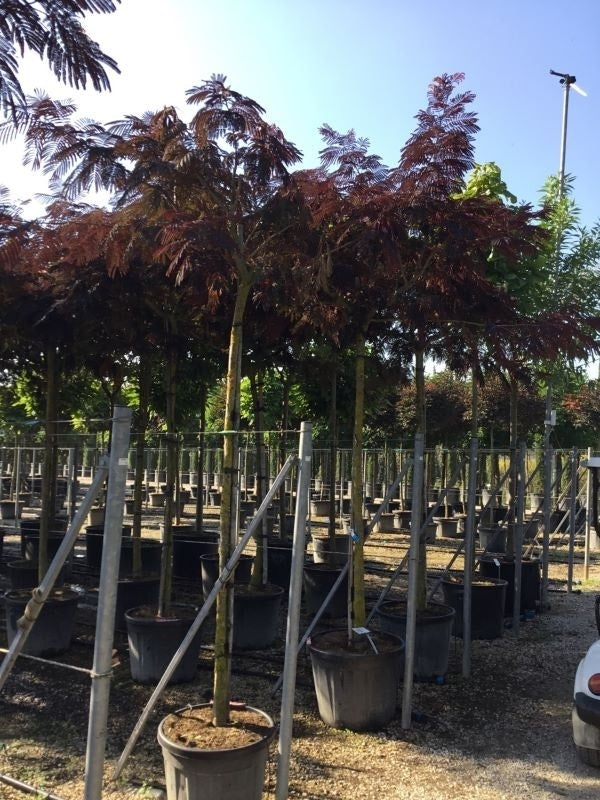  Perzische Slaapboom Als Boom (Albizia Julibrissin 'Summer Chocolate')