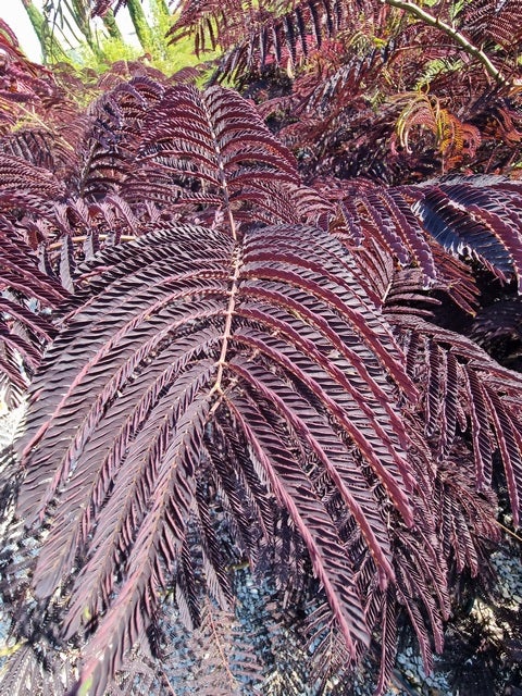  Perzische Slaapboom Als Struik (Albizia 'Summer Chocolate')