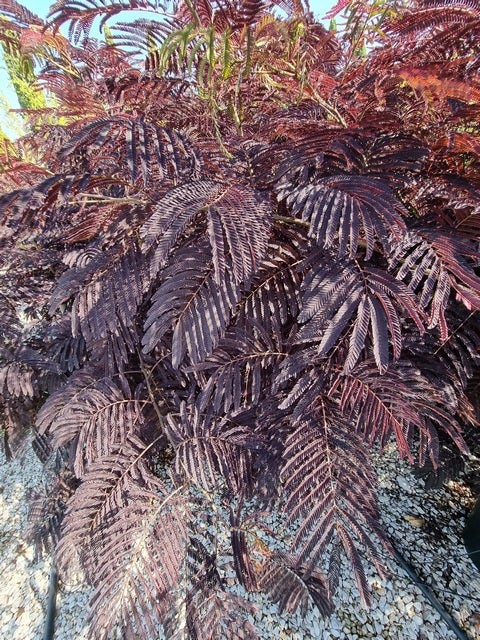  Perzische Slaapboom Als Struik (Albizia 'Summer Chocolate')
