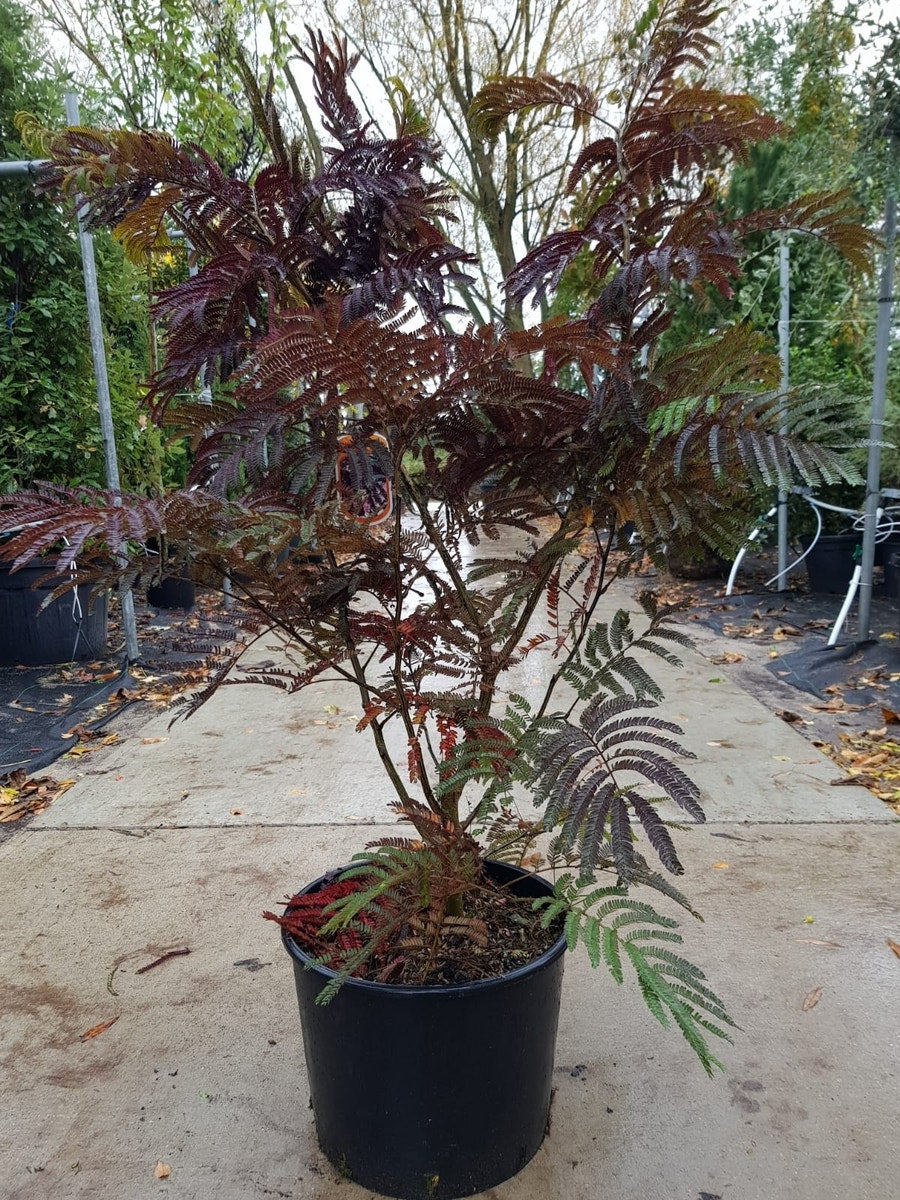  Perzische Slaapboom Als Struik (Albizia 'Summer Chocolate')