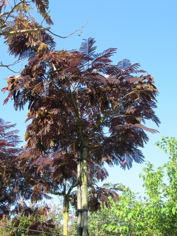  Perzische Slaapboom Als Boom (Albizia Julibrissin 'Summer Chocolate')