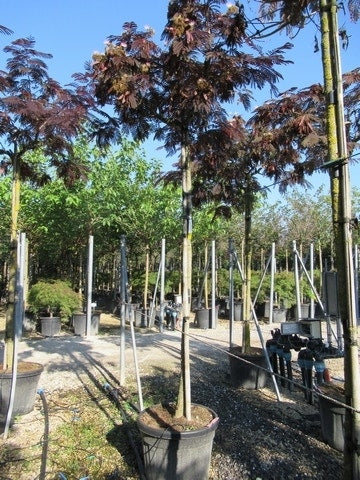  Perzische Slaapboom Als Boom (Albizia Julibrissin 'Summer Chocolate')