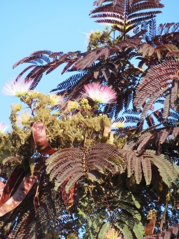  Perzische Slaapboom Als Boom (Albizia Julibrissin 'Summer Chocolate')