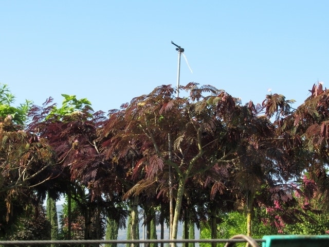  Perzische Slaapboom Als Boom (Albizia Julibrissin 'Summer Chocolate')