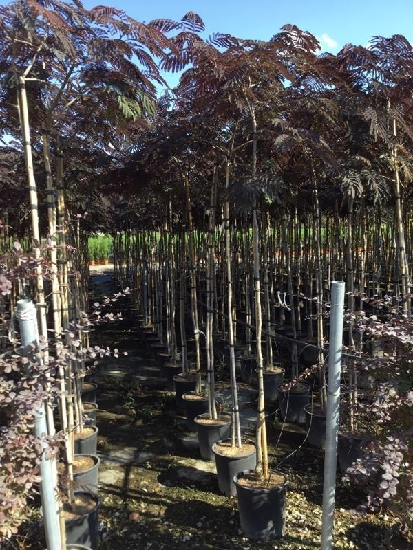  Perzische Slaapboom Als Boom (Albizia Julibrissin 'Summer Chocolate')