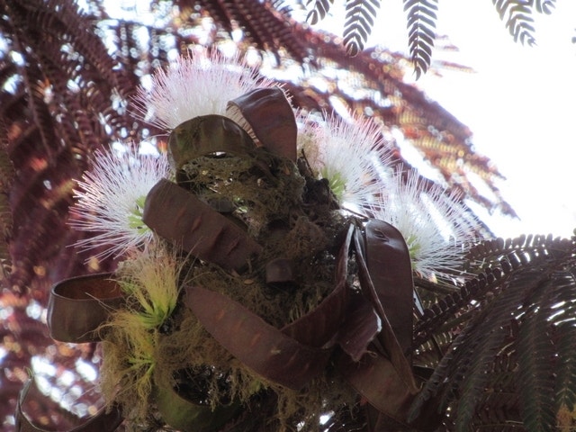  Perzische Slaapboom Als Boom (Albizia Julibrissin 'Summer Chocolate')