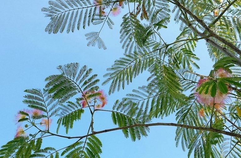  Perzische Slaapboom (Albizia Julibrissin 'Ombrella')