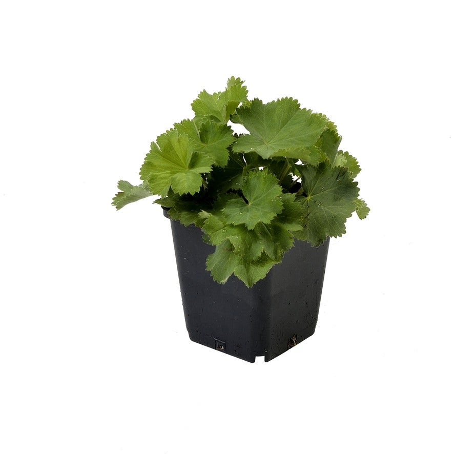 Vrouwenmantel (Alchemilla Mollis)