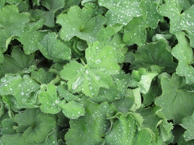  Vrouwenmantel (Alchemilla Mollis)