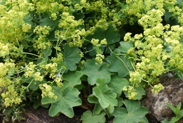  Vrouwenmantel (Alchemilla Mollis)