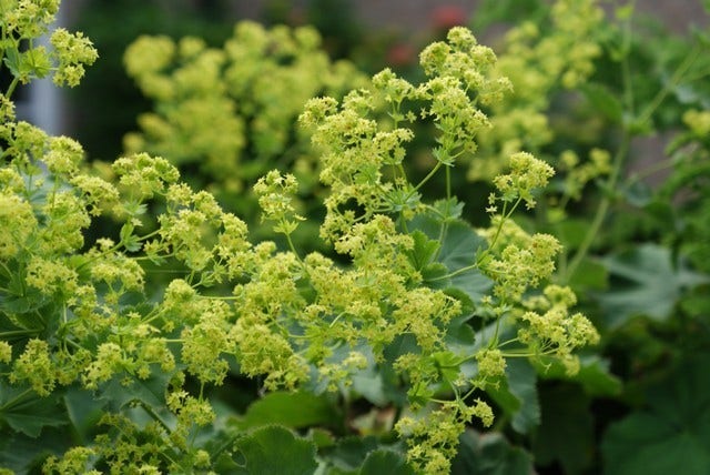  Vrouwenmantel (Alchemilla Mollis)