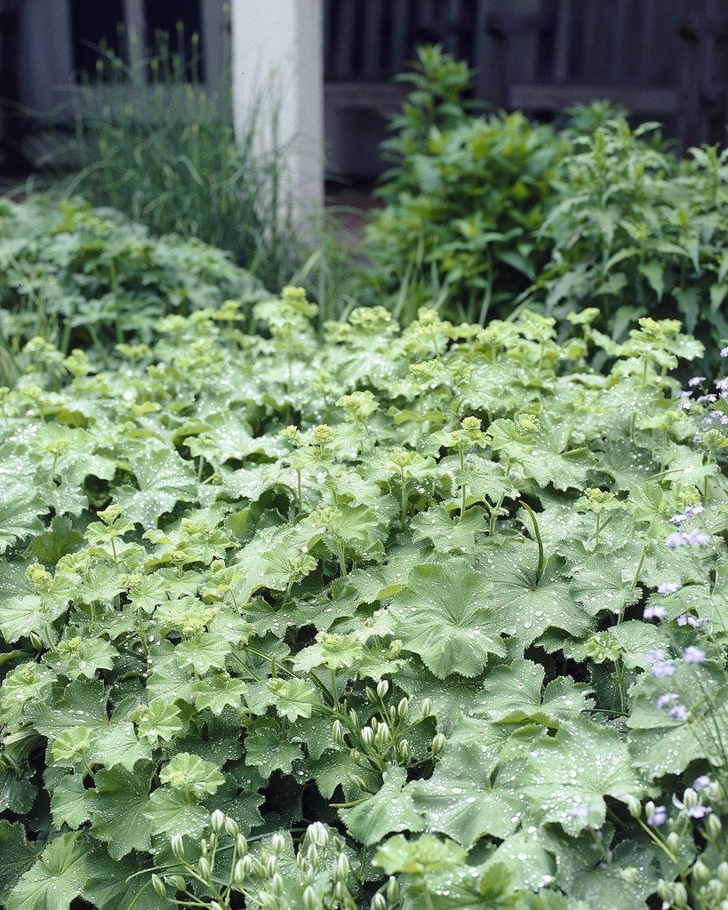  Vrouwenmantel (Alchemilla Mollis)